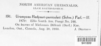 Uromyces hedysari-paniculati image